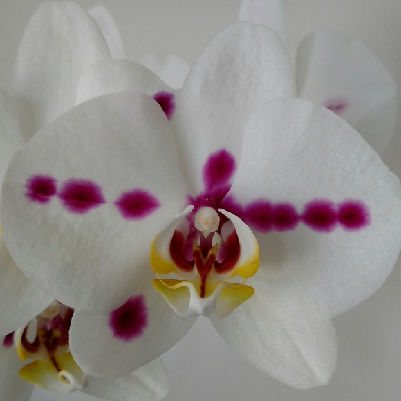 Meet your Posher, Genevieve - Picture 1 of 1